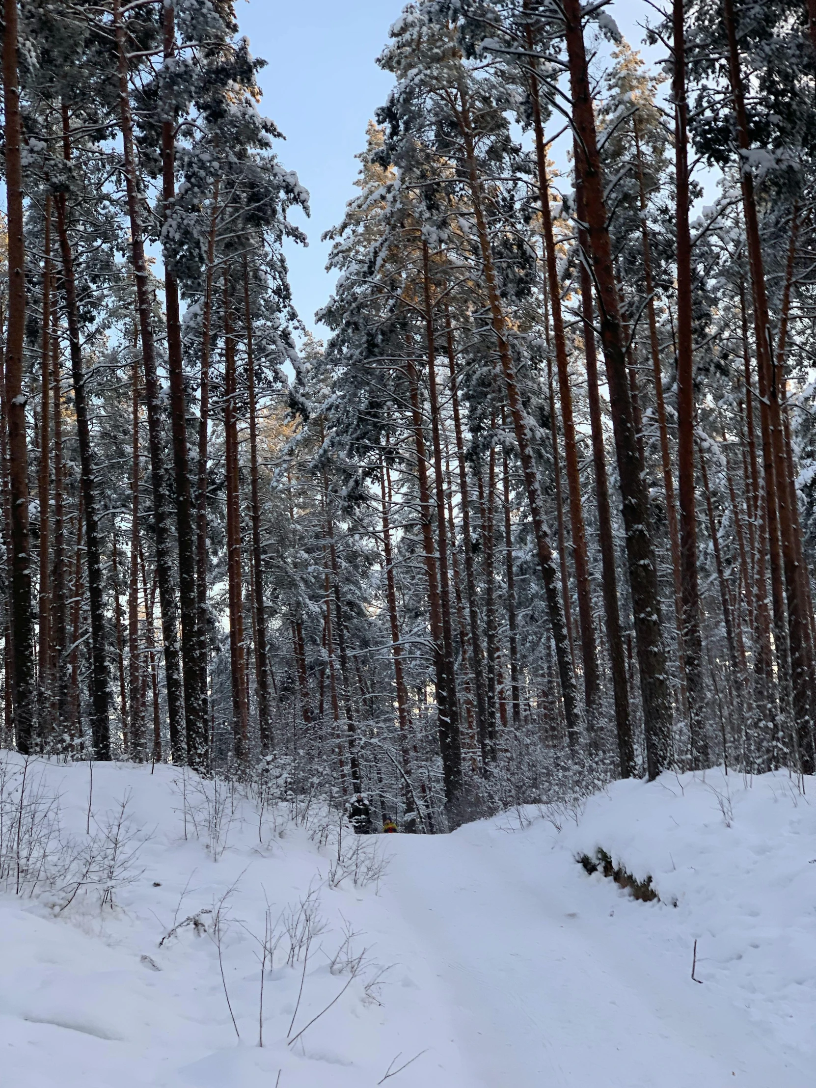 a large wooded area filled with snow and covered in trees