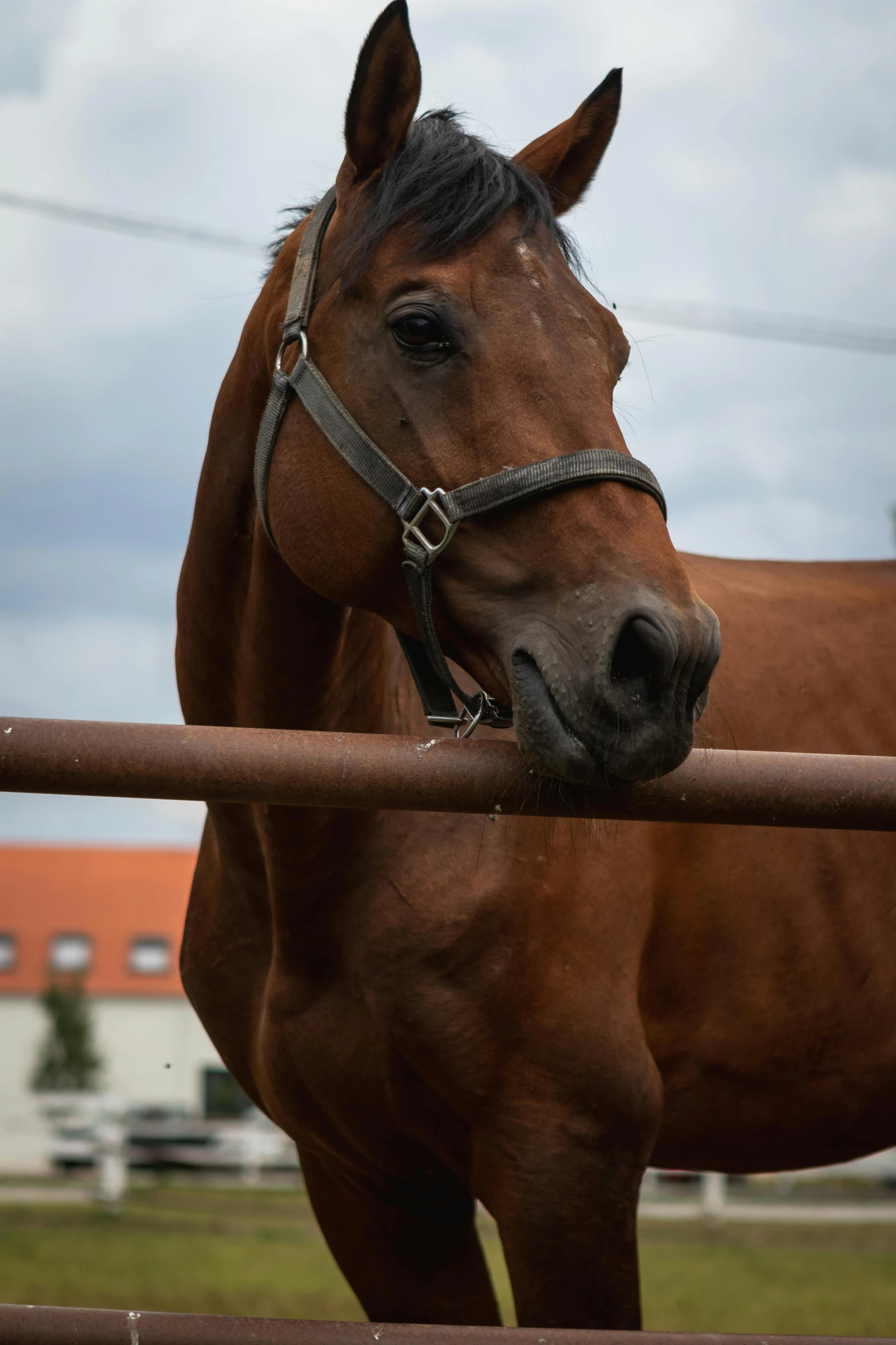 a brown horse is looking over the fence