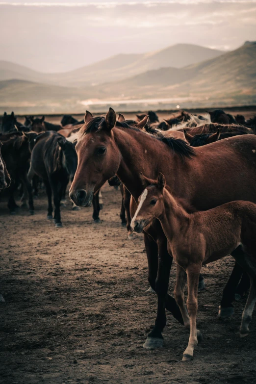 a mother horse stands between two small horses