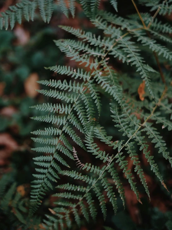 the back side of a fern tree