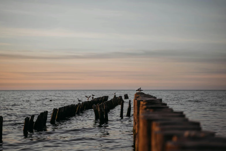 a number of birds on a body of water