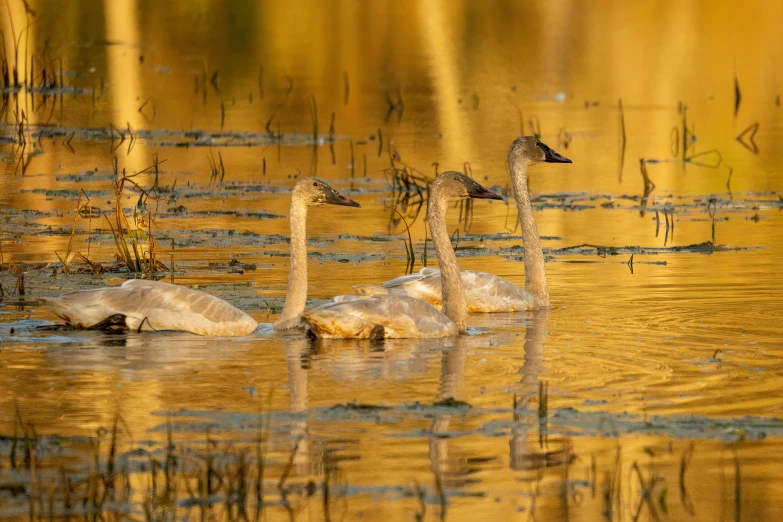 three white geese swimming in a pond next to grasses