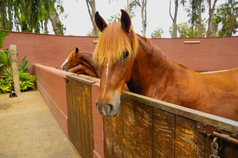 a pair of brown horses leaning over a wooden fence