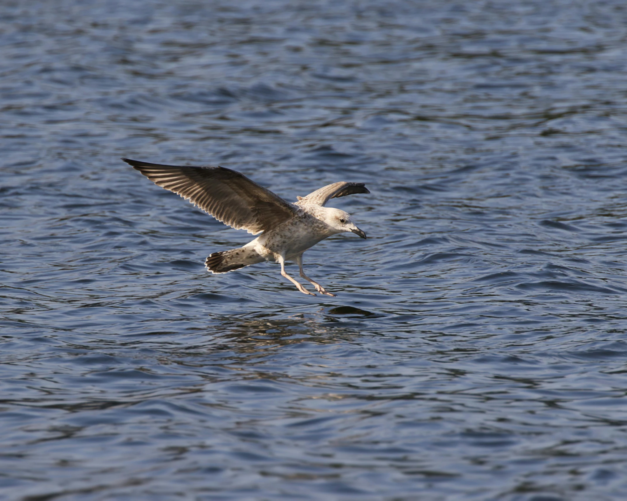 seagull flying above water with its wings spread