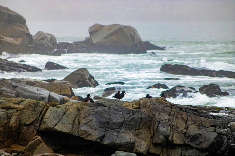 seagulls perched on rocks along the shore in fog