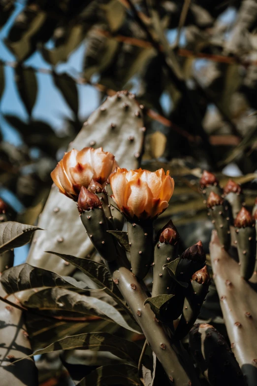 a plant with white flowers in front of some leaves