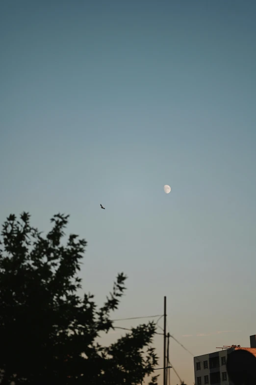 a small bird flying over some tall buildings