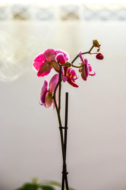 a small nch of pink orchid with water in the background