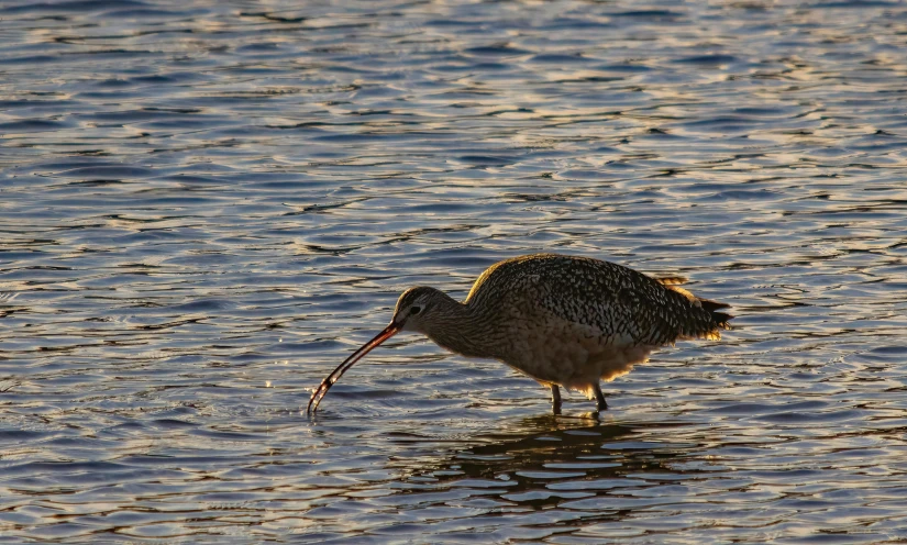 there is a bird standing in the water