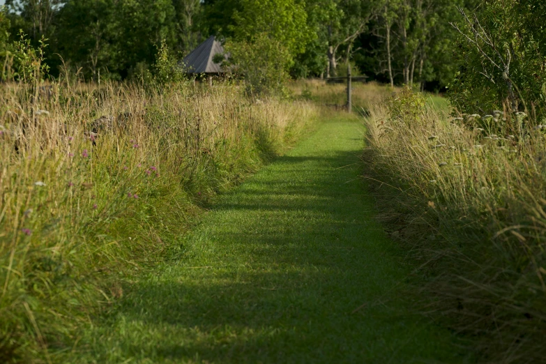 the path in the woods is wide and narrow