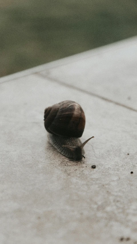 there is a brown slug on the ground