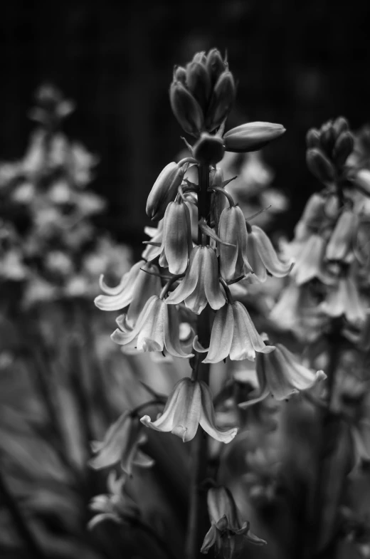 a bunch of flowers blooming next to each other