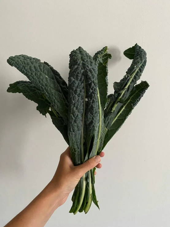 a person holds some large leaves over their head