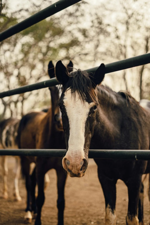 a brown and white horse in the middle of a pen