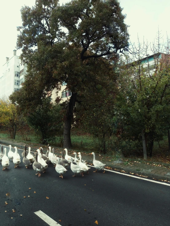 ducks crossing the street in front of a flock