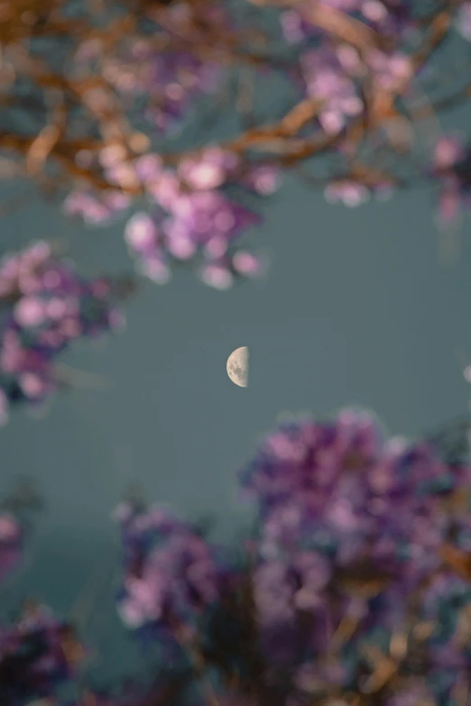 an object floating over a bunch of purple flowers