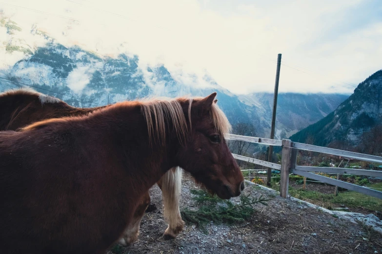 the pony is looking over the top of the fence