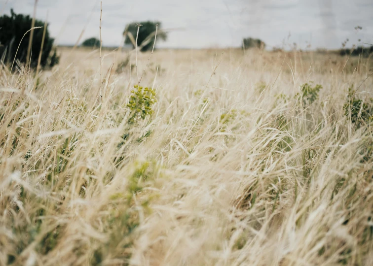 a grass covered field that has some small plants