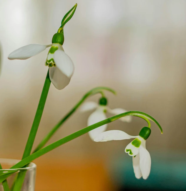 a vase with some white flowers in it