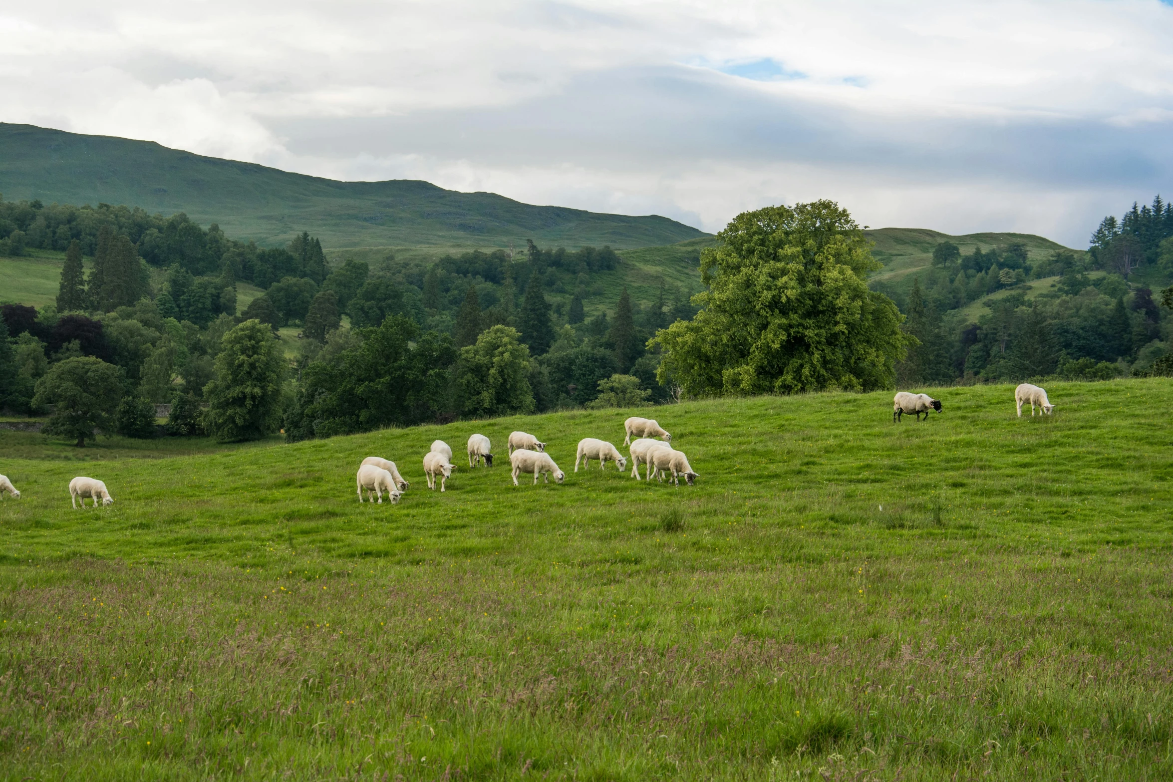 many sheep grazing in a field with trees on the hill side