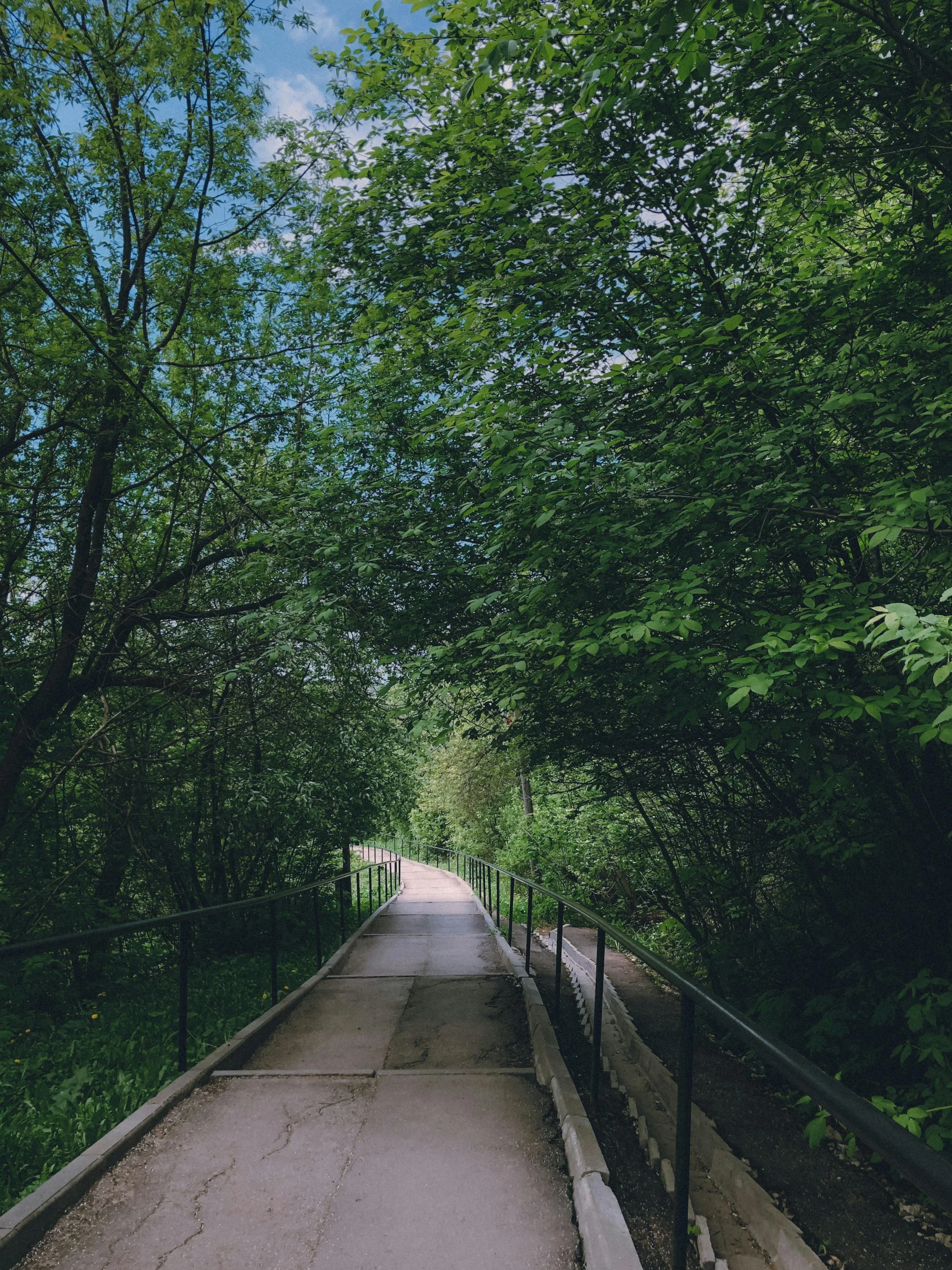 a street near a forest with some benches near by