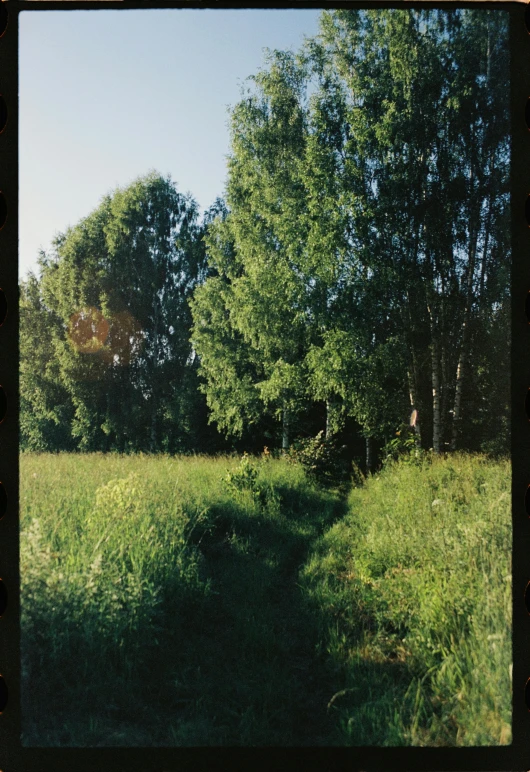 an open field with trees and bushes in the distance