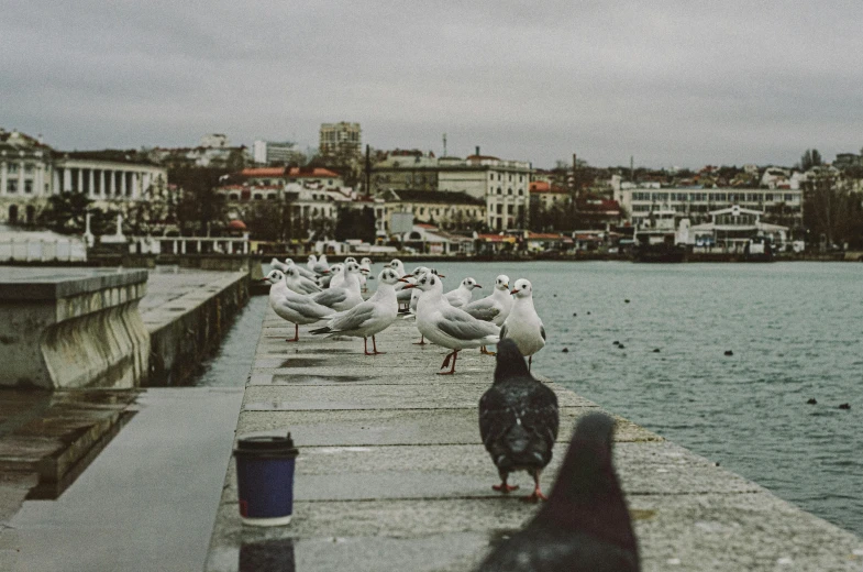 some seagulls are standing on a pier over looking the water