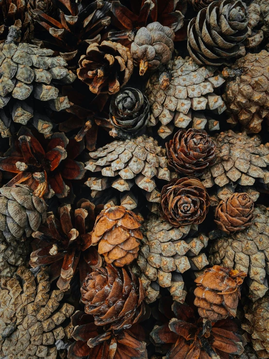 the cones and seed of a pine tree