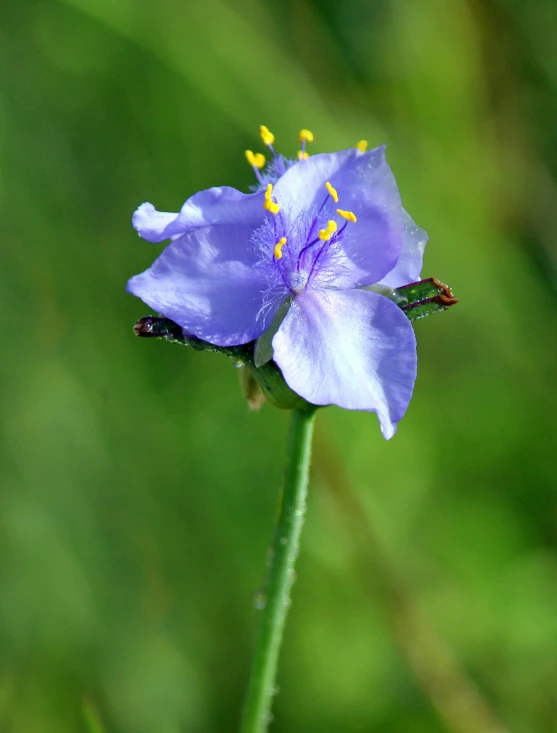 a purple flower growing next to a leaf filled field