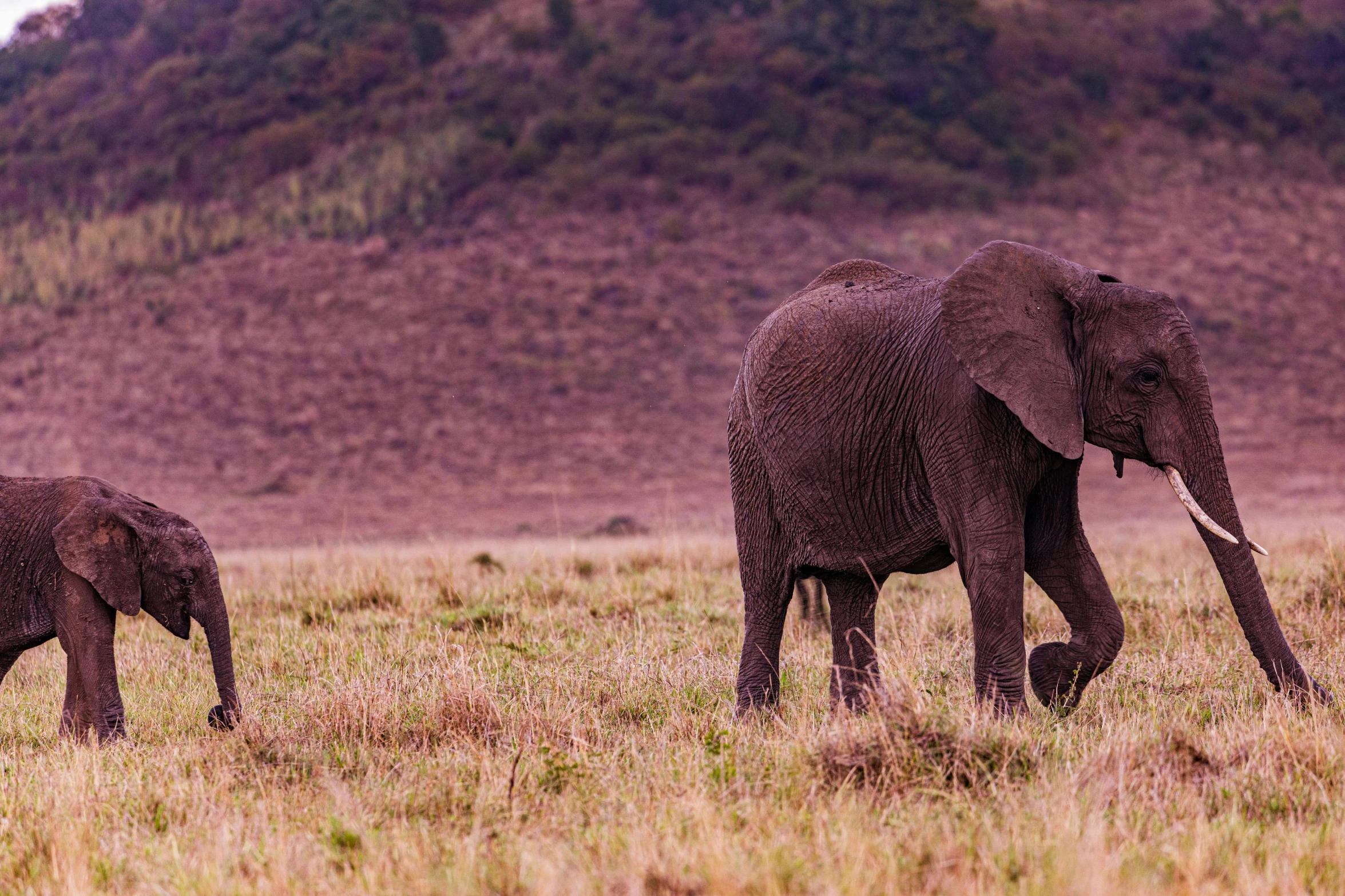 an adult and baby elephant walking through a grassy area