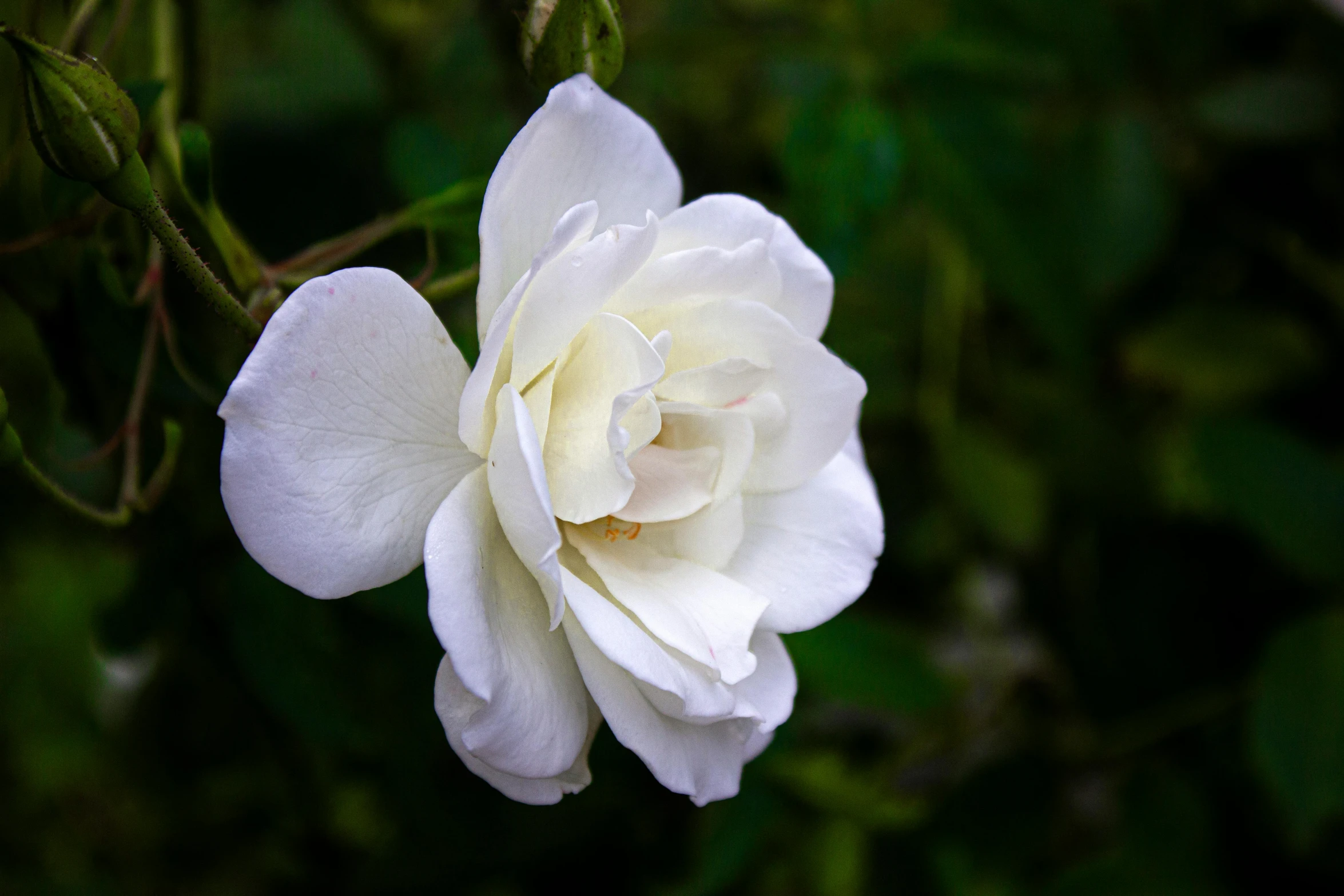 the big, white flower is blooming all alone