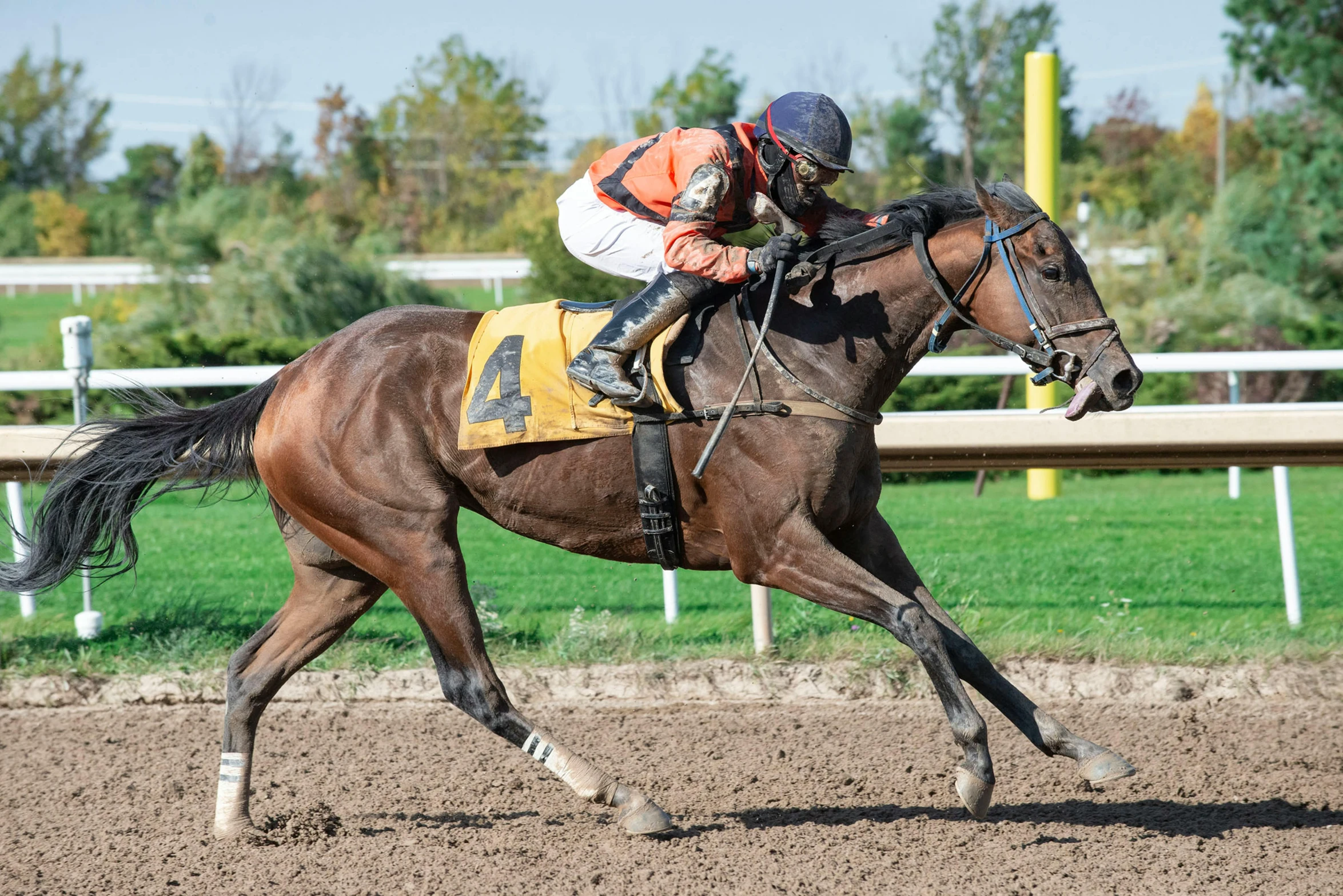 jockey riding a horse on the track in an outdoor course