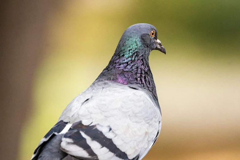 the pigeon stands tall on the ledge of the building