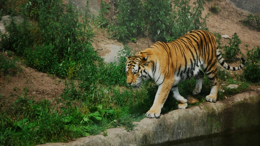 a tiger in a field with bushes and dirt