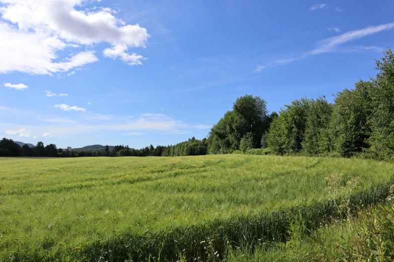 a large grass covered field surrounded by woods