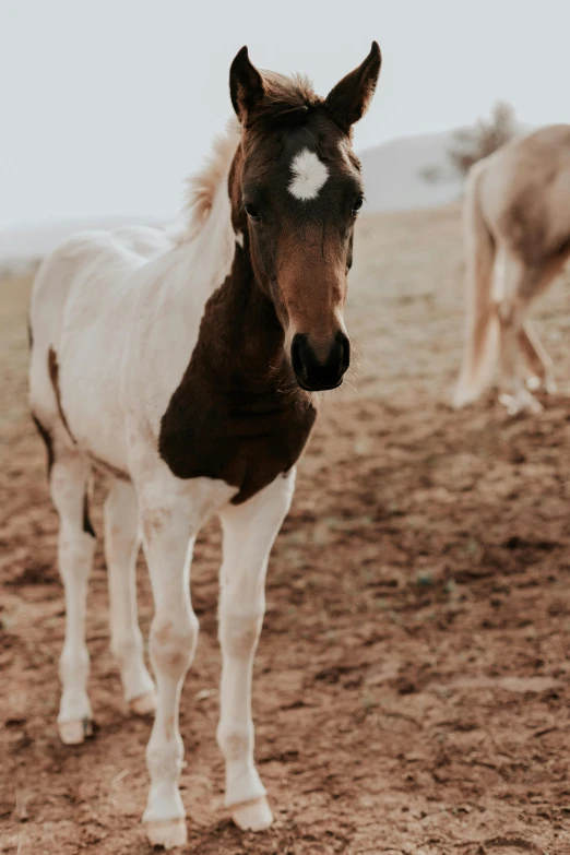 a horse with black patches standing on the field