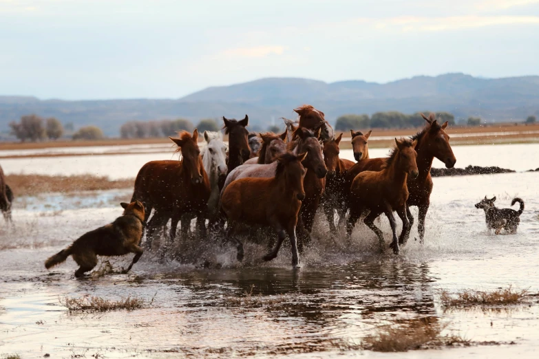 there are horses that are running in the water