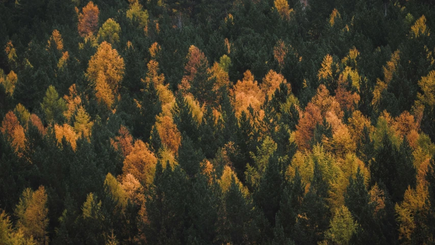 there is a small plane flying over a forest