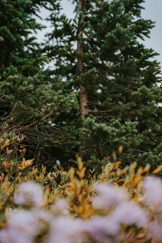 a person walking through the wildflowers with trees behind them