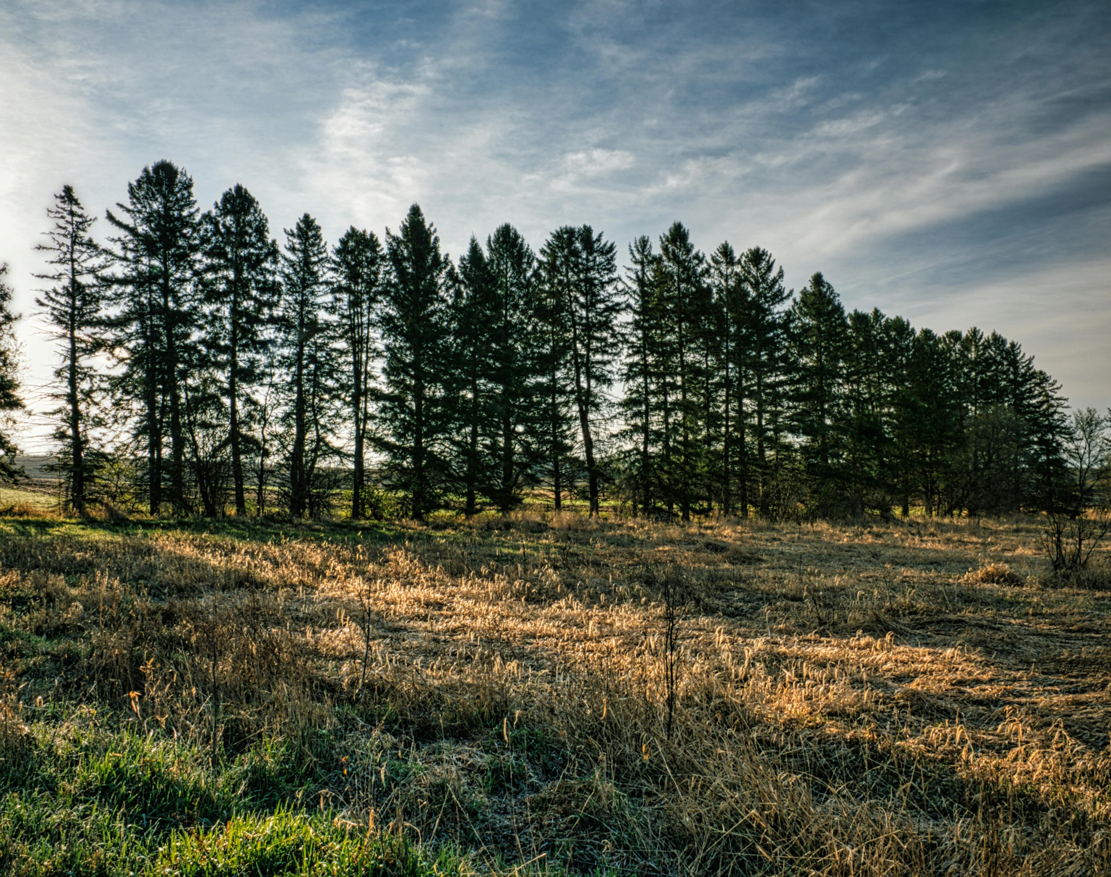 a grassy field with lots of trees and grass in it