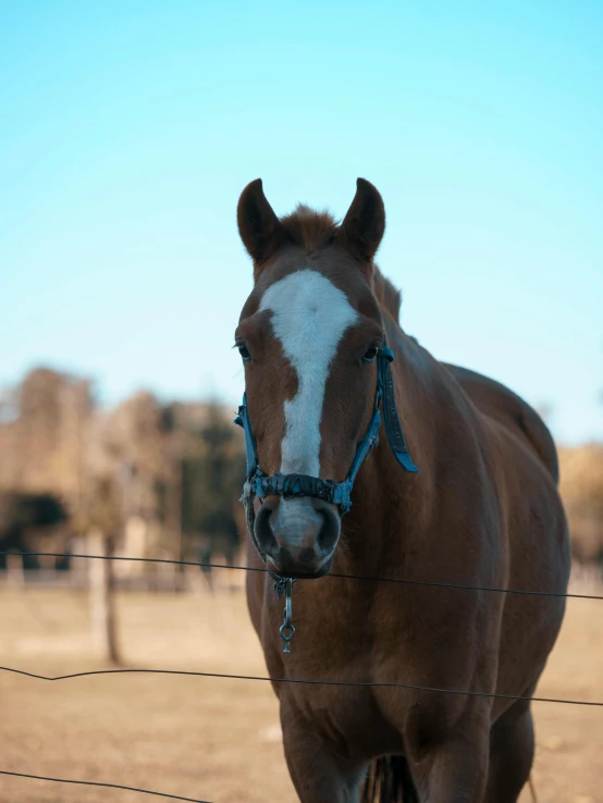 a horse behind a fence looking at the camera