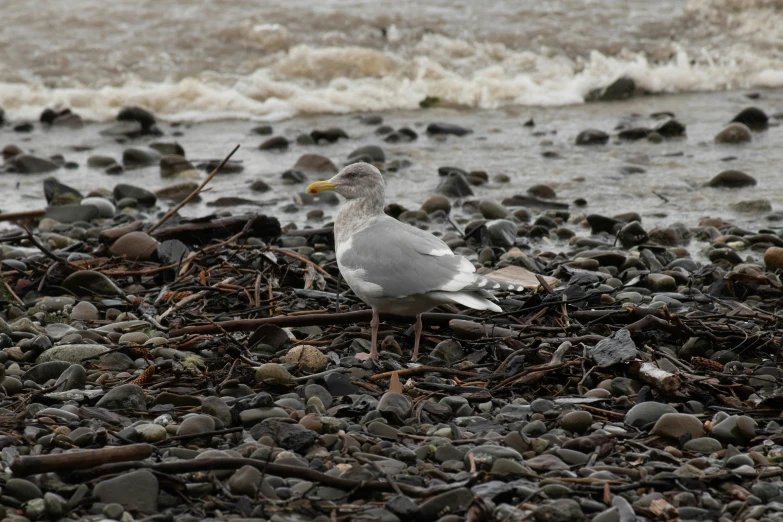 a seagull is on the shore among pebbles