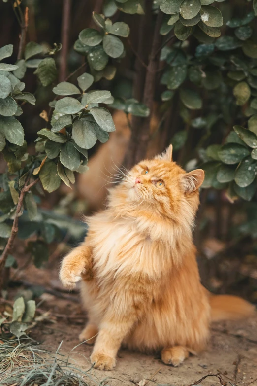 there is a cat that is reaching up to look up