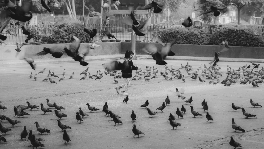 a man in front of a group of pigeons