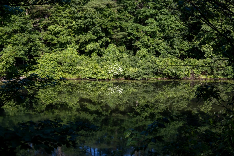 an open area with some trees near the water