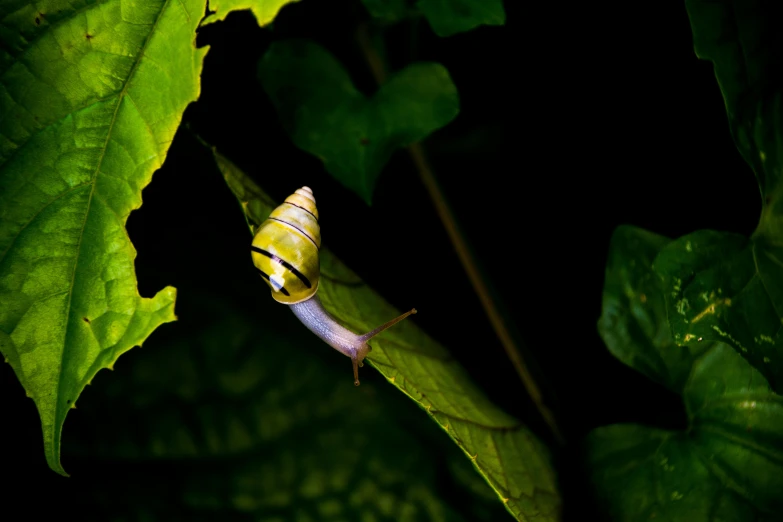 a yellow and white slug sits on a leaf