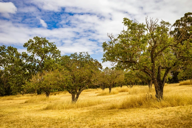 some trees are in the middle of a grass field