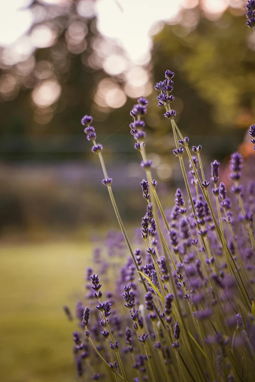 some very pretty plants in a grassy field