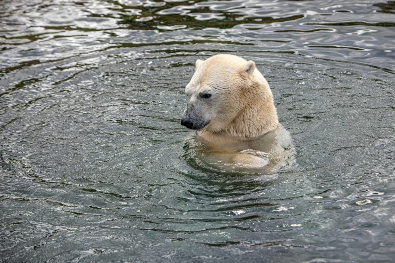 a polar bear swimming in the water