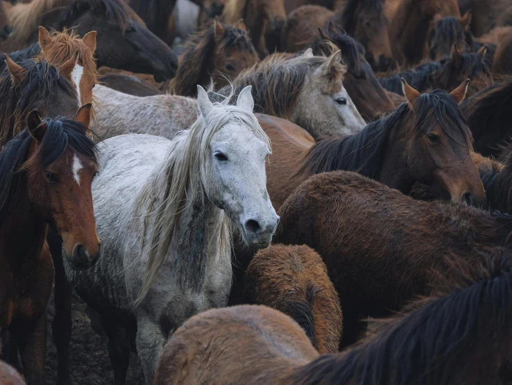 a large herd of brown and white horses
